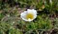 Arctomecon merriamii flower of white poppy growing on the rocky shore of the Sea of Ã¢â¬â¹Ã¢â¬â¹Japan. Symbol of the Far East, Russia